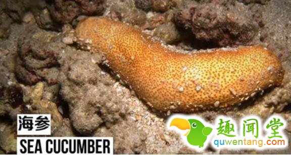 无奇不有！盘点地球上用屁股呼吸的三种奇特生物！