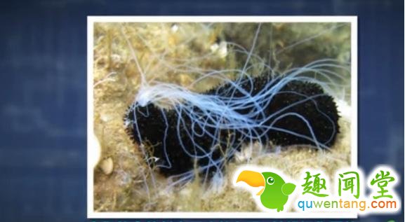 无奇不有！盘点地球上用屁股呼吸的三种奇特生物！