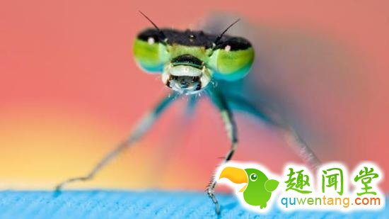 蜻蜓是非常成功的掠食者