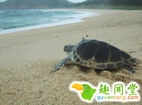 男子在海鲜市场买了只海龟，接下里所做的事情让人难以置信！