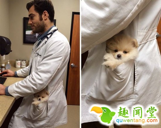 兽医身上不仅会