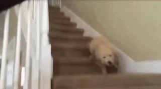 狗狗快速下楼梯，衰