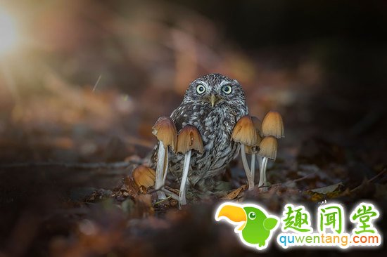 啊咧…这猫头鹰是成精了咩~萌你一脸血！