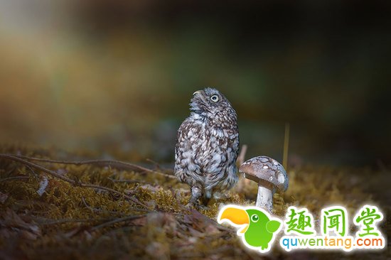 啊咧…这猫头鹰是成精了咩~萌你一脸血！