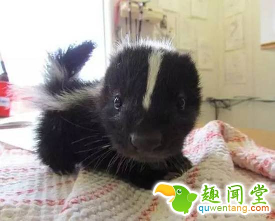 盘点刚出生的动物宝宝，可爱逆天萌翻众人