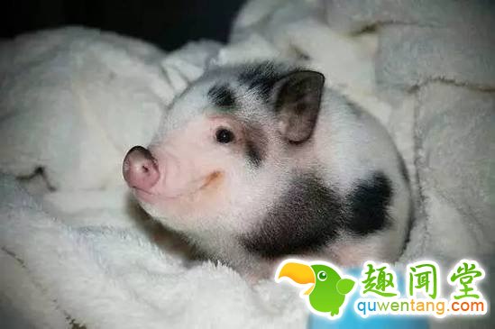 盘点刚出生的动物宝宝，可爱逆天萌翻众人