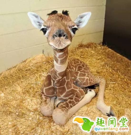 盘点刚出生的动物宝宝，可爱逆天萌翻众人