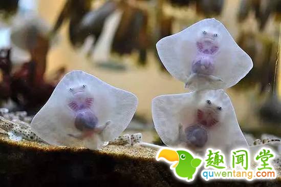 盘点刚出生的动物宝宝，可爱逆天萌翻众人