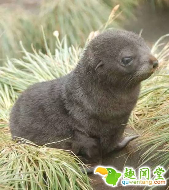 盘点刚出生的动物宝宝，可爱逆天萌翻众人