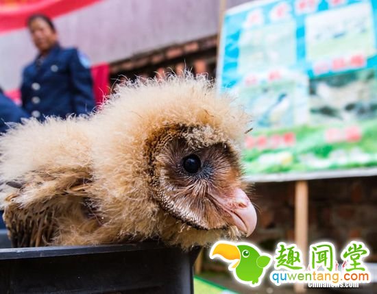 11月7日消息，日前，九江市都昌县蔡岭镇的曹女士上山采茶籽时，捡到5只可爱的雏鸟。经野保工作人员鉴定，这5只雏鸟为国家二级野生保护动物猴面鹰，目前已被送往鸟类保护组织进行救护，预计1个月后就可放飞大自然。