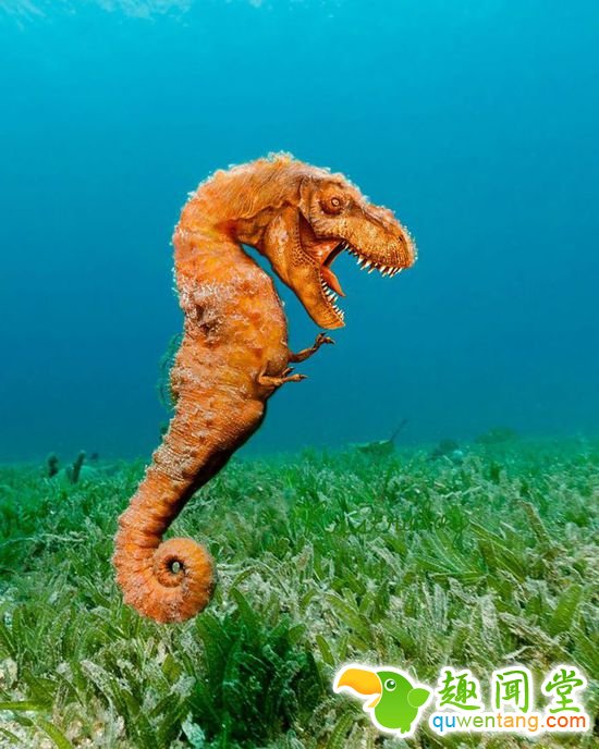 企鹅猫是什么鬼？15个毫无违和感的动物混血组合