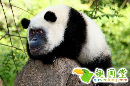 企鹅猫是什么鬼？15个毫无违和感的动物混血组合