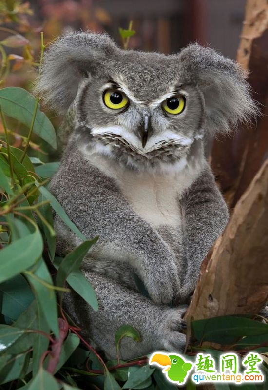 企鹅猫是什么鬼？15个毫无违和感的动物混血组合