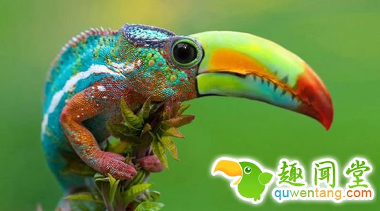 企鹅猫是什么鬼？15个毫无违和感的动物混血组合