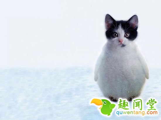 企鹅猫是什么鬼？15个毫无违和感的动物混血组合