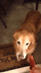 那些被玻璃伤过的汪们，