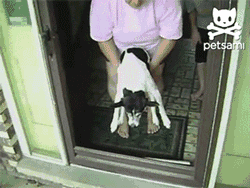 那些被玻璃伤过的汪们…都变成了小心谨慎的宝宝