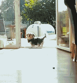 那些被玻璃伤过的汪们…都变成了小心谨慎的宝宝