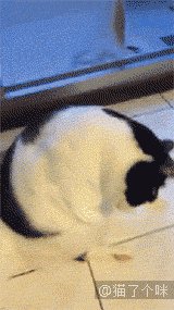 11张GIF告诉你，家里有只萌宠是件多么开心的事