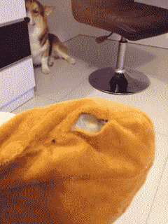 11张GIF告诉你，家里有只萌宠是件多么开心的事