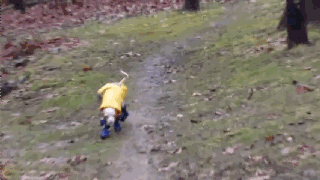 汪星人穿起鞋来一步一步似爪牙，似魔鬼的步伐