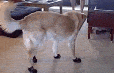 汪星人穿起鞋来一步一步似爪牙，似魔鬼的步伐