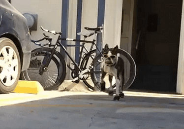 汪星人穿起鞋来一步一步似爪牙，似魔鬼的步伐