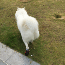 汪星人穿起鞋来一步一步似爪牙，似魔鬼的步伐