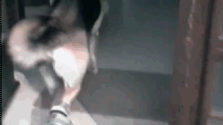 汪星人穿起鞋来一步一步似爪牙，似魔鬼的步伐