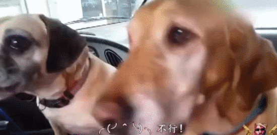 两只汪一起吃冰淇淋，结果…大金毛你太坏啦！