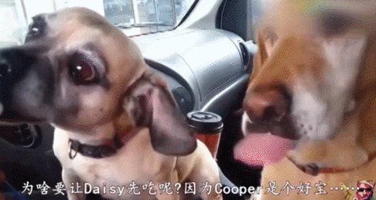 两只汪一起吃冰淇淋，结果…大金毛你太坏啦！