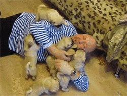 同时养好几只狗狗是一种怎样的体验？你太