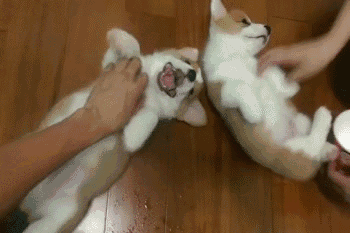 同时养好几只狗狗是一种怎样的体验？你太天真了