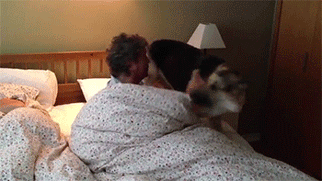 狗狗这十种暴力示爱方式，哪种让你最感动？