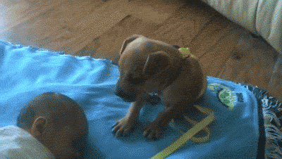 对于汪星人来说，能睡觉的地方就都是床！