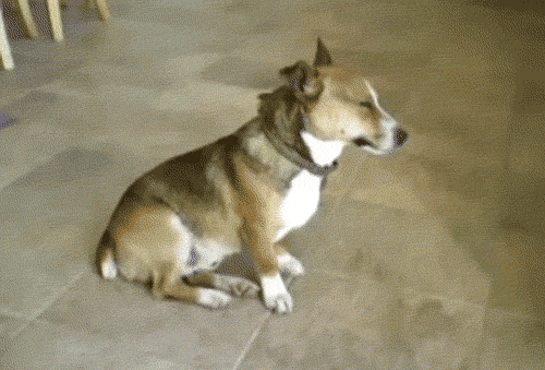 对于汪星人来说，能睡觉的地方就都是床！