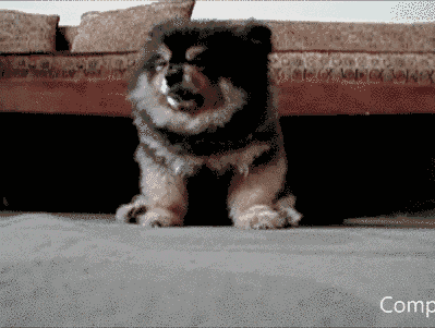 对于汪星人来说，能睡觉的地方就都是床！