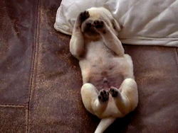 对于汪星人来说，能睡觉的地方就都是床！