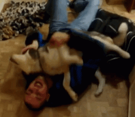 狗狗这十种轰轰烈烈示爱方式，哪种让你最