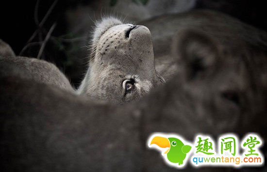 英国摄影师记录非洲野生动物生存惨境(高清组图)