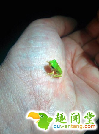 什么动物最可爱，卖萌大比拼~~