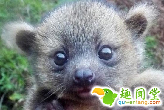 什么动物最可爱，卖萌大比拼~~