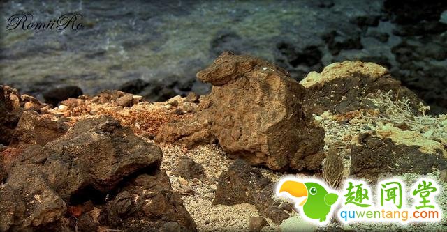 17只史上最会隐身的动物，看看你能找出几只！