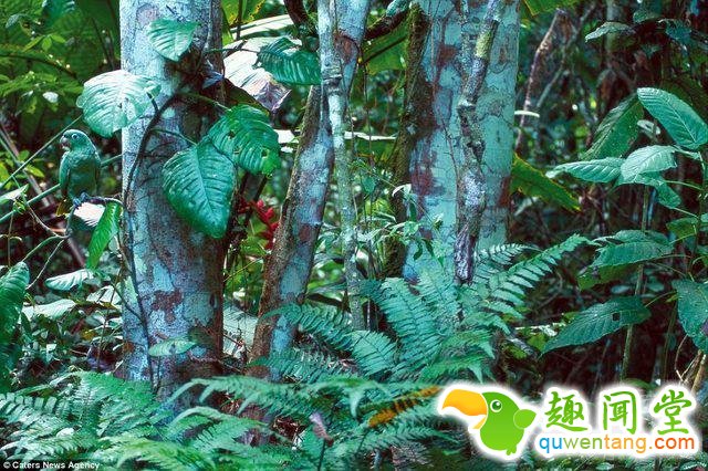 17只史上最会隐身的动物，看看你能找出几只！