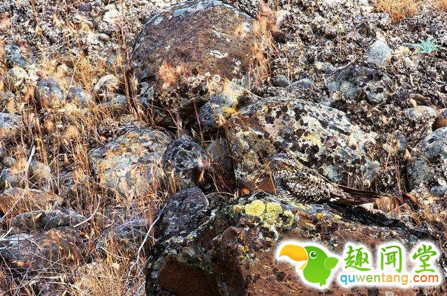 17只史上最会隐身的动物，看看你能找出几只！