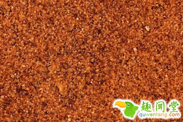 17只史上最会隐身的动物，看看你能找出几只！