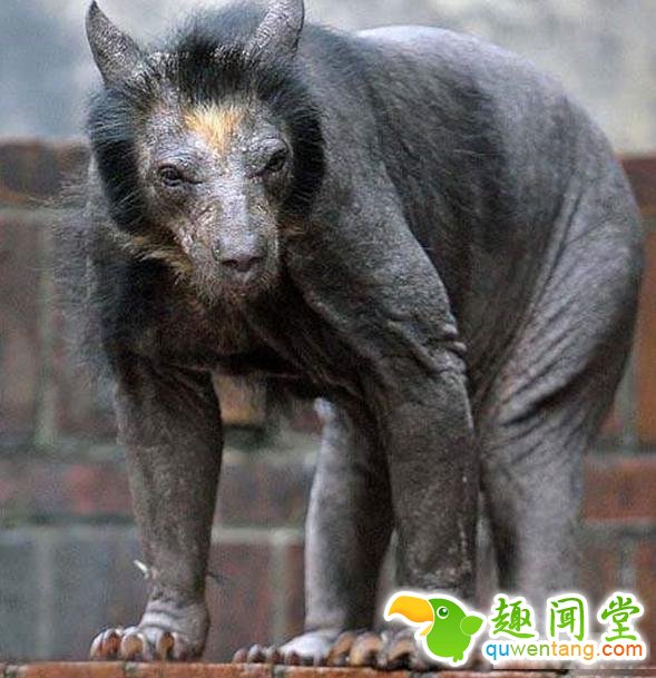 如果动物没毛了，你还能猜出它是什么吗？第一只就难倒了我