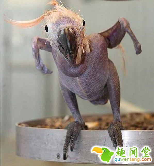 如果动物没毛了，你还能猜出它是什么吗？第一只就难倒了我