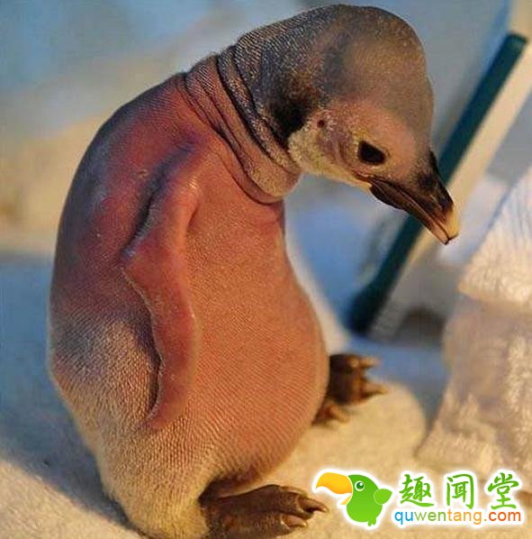 如果动物没毛了，你还能猜出它是什么吗？第一只就难倒了我