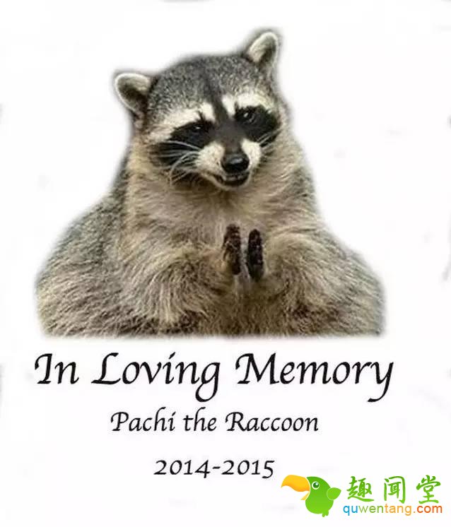 如果动物没毛了，你还能猜出它是什么吗？第一只就难倒了我